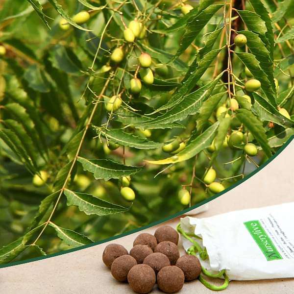 Azadirachta indica, Neem - 20 Seed balls