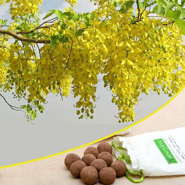 Cassia fistula, Golden Shower Tree - 20 Seed balls