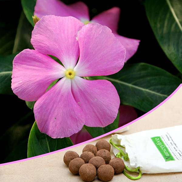 Easy gardening, Vinca - 20 Seed balls