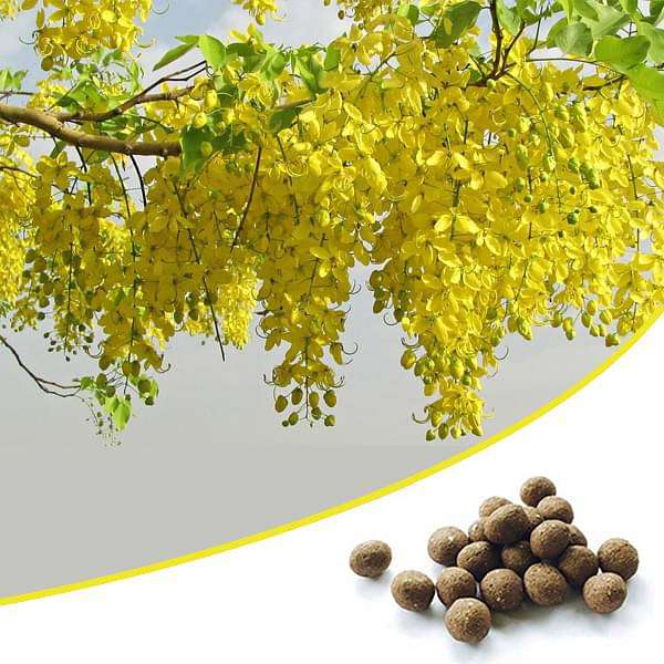 Easy to Grow Native Trees - 500 Seed balls