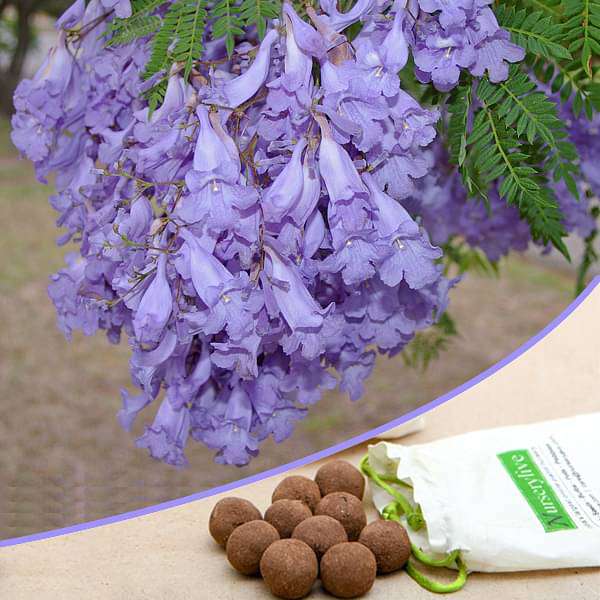 Jacaranda mimosifolia, Neel Mohar - 20 Seed balls