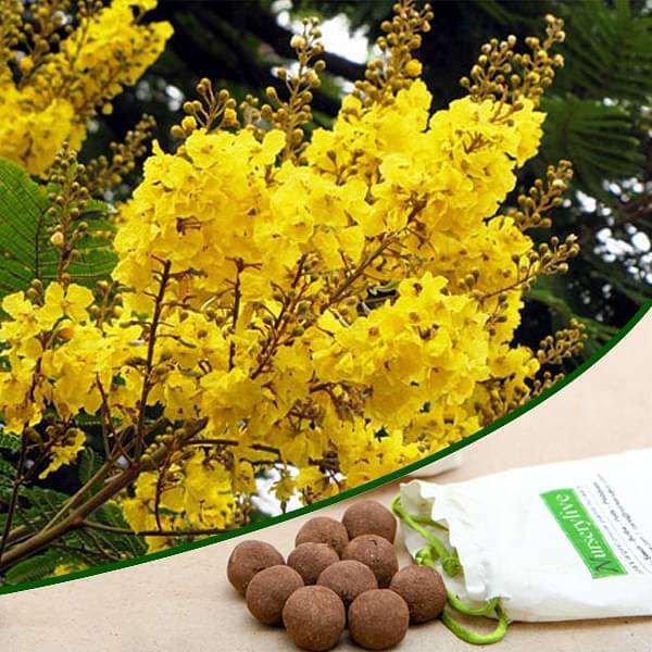 Peela Gulmohar - 20 Seed balls