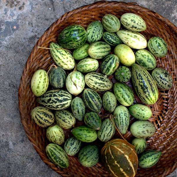 Foot Kachri - Desi Fruit Seeds