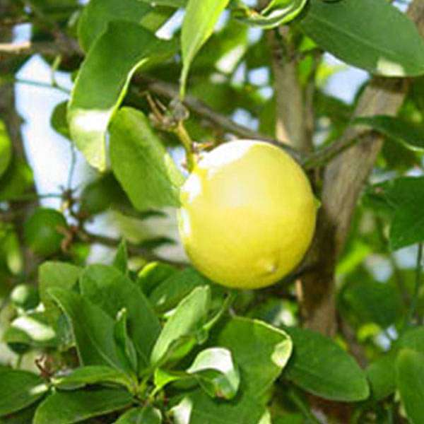 Kagji Nimboo, Lemon - 0.5 kg Seeds