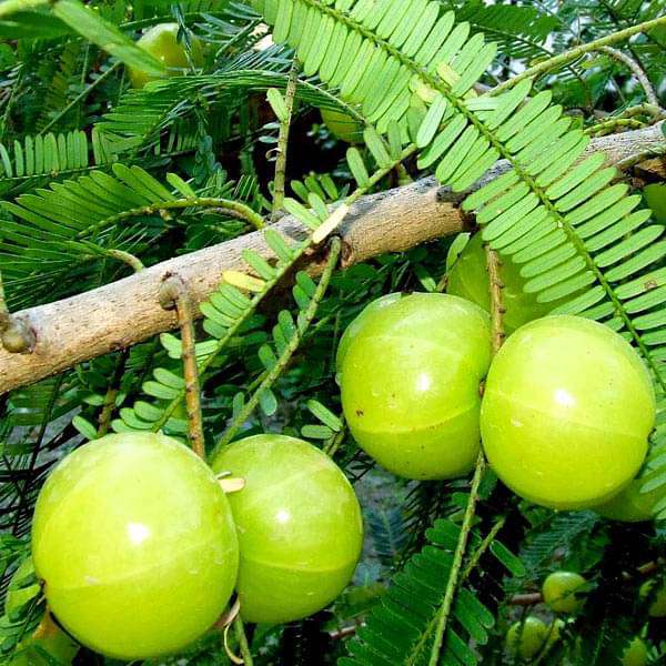 Phyllanthus Emblica, Amla - 0.5 kg Seeds