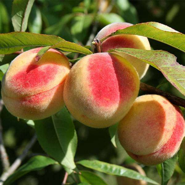 Prunus Persica, Peach - 0.5 kg Seeds