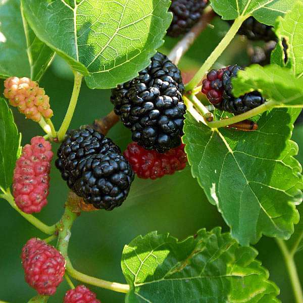 Shahtoot, Mulberry - 0.5 kg Seeds