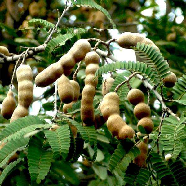 Tamarindus Indica, Imli - 0.5 kg Seeds